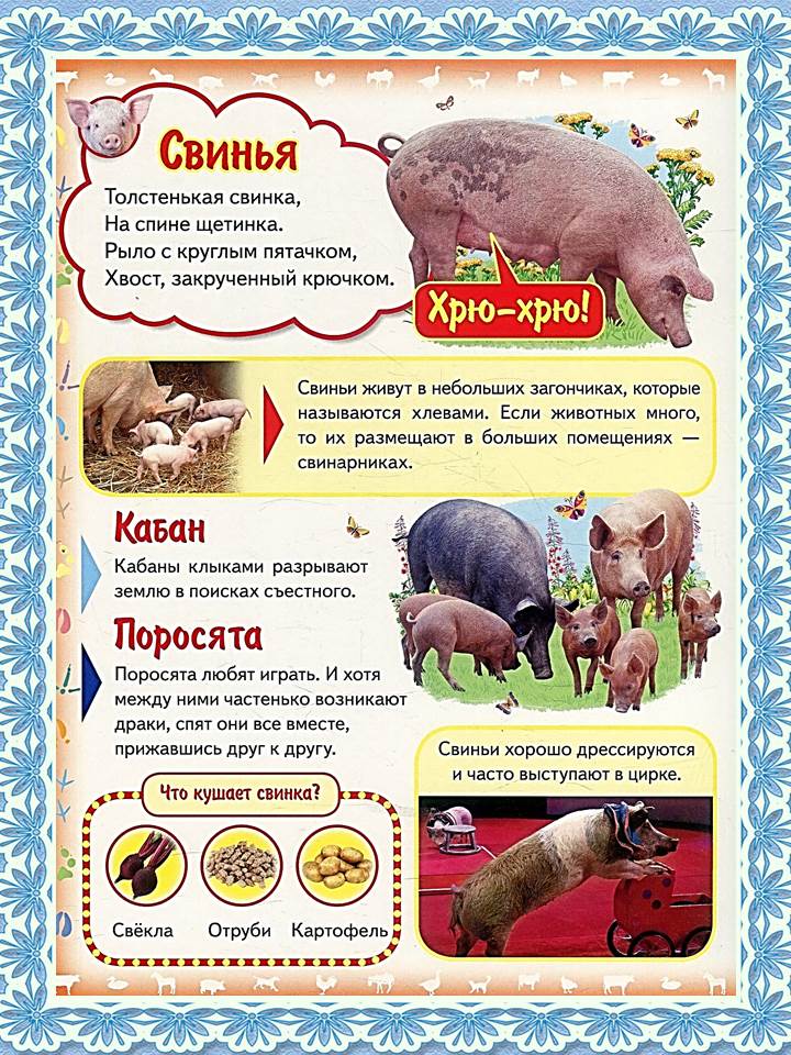 Список свиньи. Моя первая книга. Домашние животные. Чем питается свинья для детей.